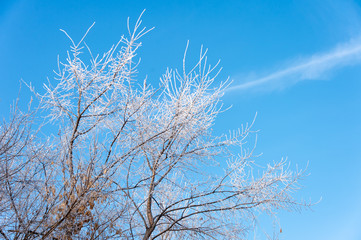 Frozen tree branches against the blue sky