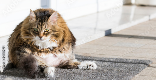 Nice Kitten Of Livestock Siberian Purebred Pet With Long Hair