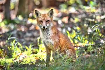 Wall Mural - Wild Red Fox sitting in a forest