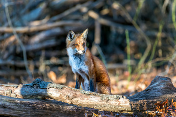 Wall Mural - Wild Red Fox sitting in a forest in the sunlight