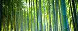 Fototapeta Sypialnia - Bamboo Groves, bamboo forest in Arashiyama, Kyoto Japan.