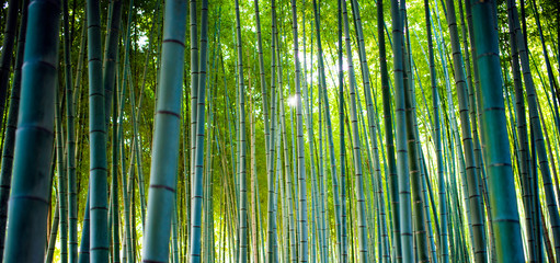 Bambusowe gaje, bambusowy las w Arashiyama, Kioto Japonia.
