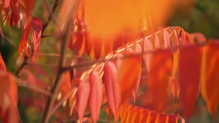 Poster - red leaves on the tree swaying in the wind