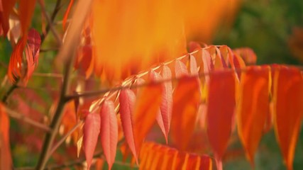 Poster - slow pan bottom to top red leaves on the tree swaying in the wind