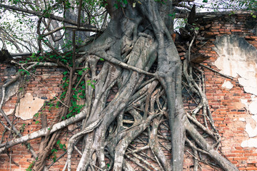 roots of an old tree