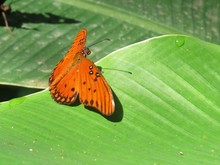Butterfly In Costa Rica