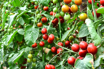 Wall Mural - Tomatoes agriculture. Beautiful ripe and raw tomatoes with leaves in farm garden background.