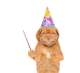 Poster - Puppy in birthday hat holding a pointing stick. isolated on white background
