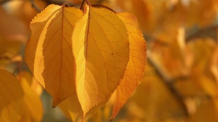 Poster - close up yellow leaves on the autumn tree swaying in the wind