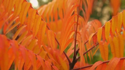 Poster - close up amazing red leaves on the autumn tree swaying in the wind