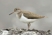 A Common Sandpiper (Actitis Hypoleucos) Perched On A Rock In Scotland.