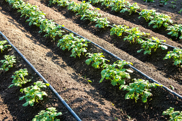 Rows of young potatoes plants and drip irrigation in the garden - selective focus, copy space