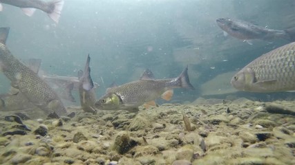 Wall Mural - Underwater footage of Rainbow trout (Oncorhynchus mykiss) and Chub (Leuciscus cephalus) swimming close-up under water in the nature river habitat. Underwater video of feeding fishes in the clean littl