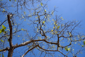 Wall Mural - branch spring on blue sky background