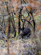 © Florent - Sanglier - Sus scrofa - wild boar