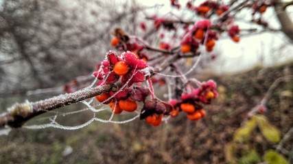 red berries in snow