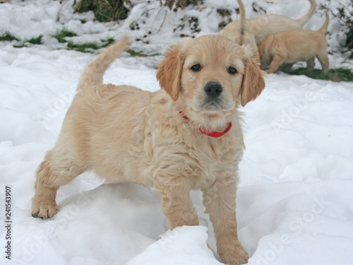 Golden Retriever Puppy In The Snow Portrait Kaufen Sie Dieses