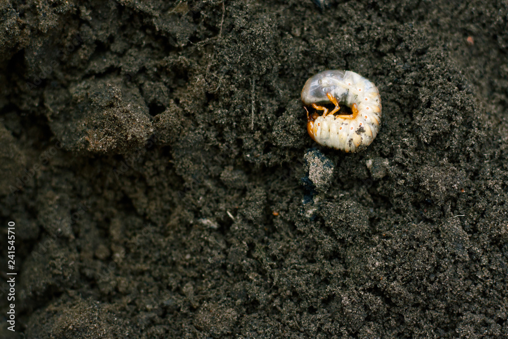 Larva. Vile disgusting maggot. Image of grub worms. Beetle larvae ...