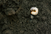 Larva. Vile Disgusting Maggot. Image Of Grub Worms. Beetle Larvae. Nasty Insect. Pest Root. Sickening Animal.