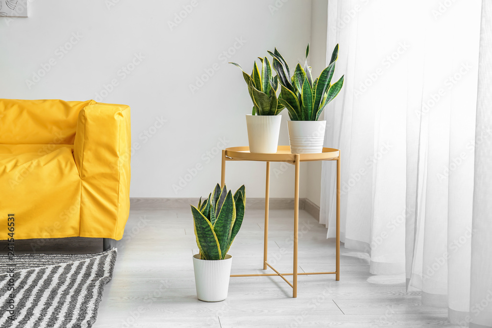 Interior of modern room with comfortable sofa and houseplants