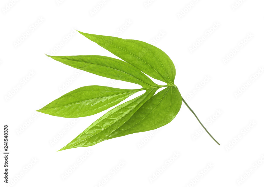 Green tropical leaves on white background