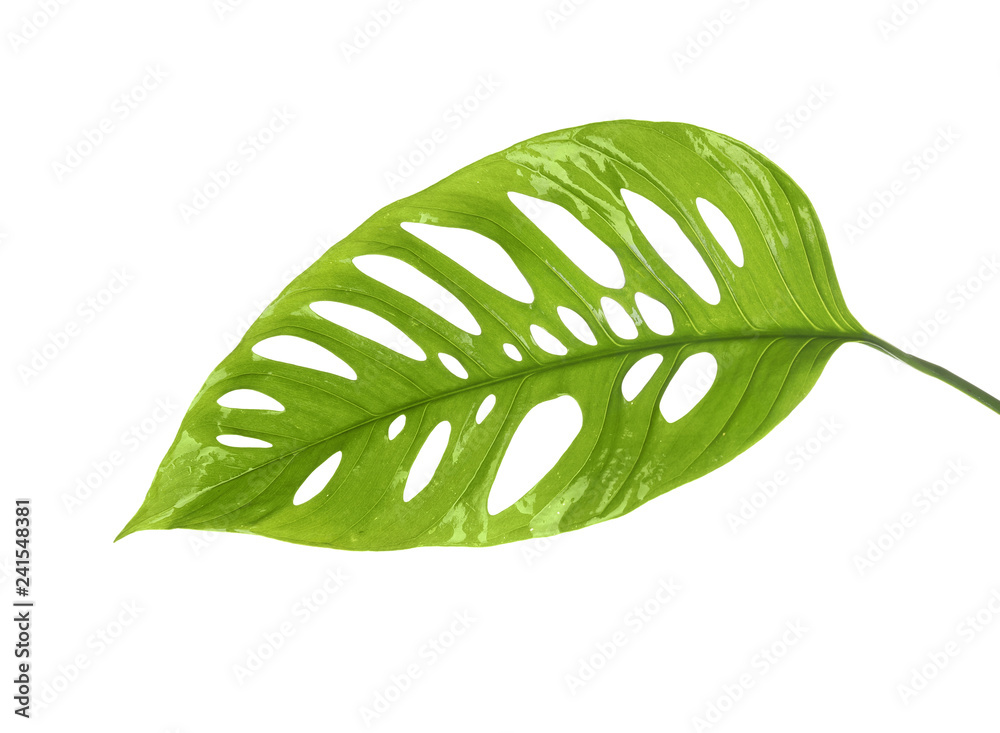 Green tropical leaf on white background