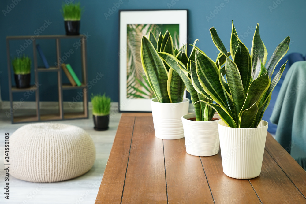 Sansevieria Plants On Table In Modern Room Foto Poster
