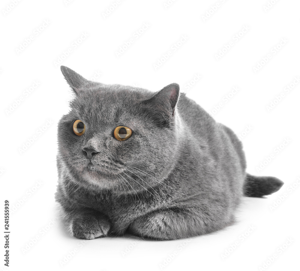 Cute British shorthair cat on white background