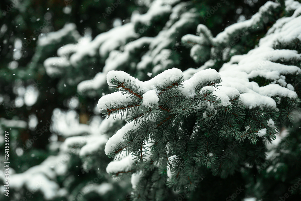 Snowy fir tree outdoors, closeup