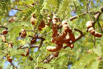 Wall Mural - tamarind tree in tropical