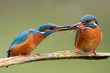 Two common kingfishers, alcedo atthis passing a fish one to another. Animal romantic couple sitting close together on a branch. Colorful wildlife scenery with birds.