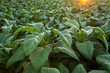 © tong2530 - Tobacco field, Tobacco big leaf crops growing in tobacco plantation field.
