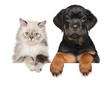 © jagodka - Kitten and Puppy above banner