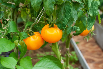 Wall Mural - Ripe yellow tomatoes on a branch in a greenhouse. Growing organic vegetables in the city garden