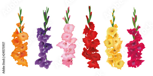 Fotografía Set of Gladioluses, sword lily flowers