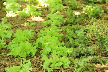 Early cabbage in farm