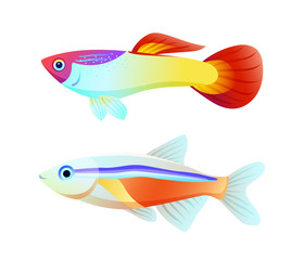 Wall Mural - Neon Tetra and Guppy Fish Color Informative Poster