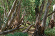 Valley with River Red Gum (Eucalyptus camaldulensis ) at  Flinders Ranges National Park National Park,South Australia