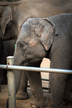Young Chained Elephant Behind Bars With A Bigger Elephant In The Background.