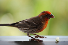Adorable Red Headed House Finch On A Railing