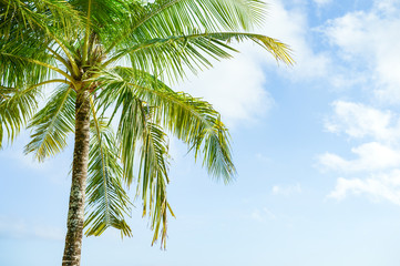 Wall Mural - tropical rest under a palm tree, blue sky