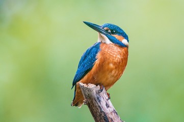 kingfisher