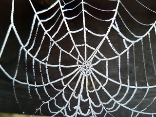 spider web