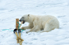 Polar Bear (Ursus Maritimus) Inspecting And Chewing On The Pole Of An Expedition Ship, Svalbard Archipelago, Arctic