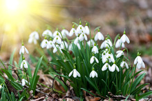 Beautiful Snowdrops Background