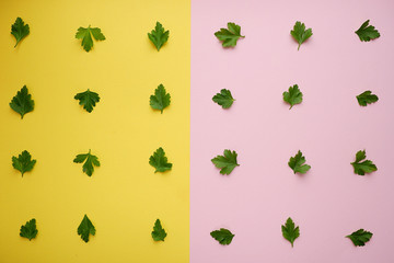 Wall Mural - Pattern of green leaves of parsley on a yellow-pink background, top view