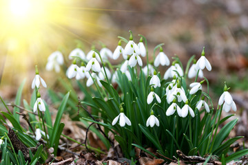 Canvas Print - Beautiful snowdrops background