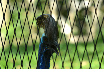 Poster - Exotischer grosser Vogel in Asien