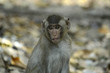 kleiner Affe in Thailand 