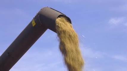 Wall Mural - Harvest machine loading seeds in trailer. Combine removes oats. The harvester works near the village. Grain harvesting combine.